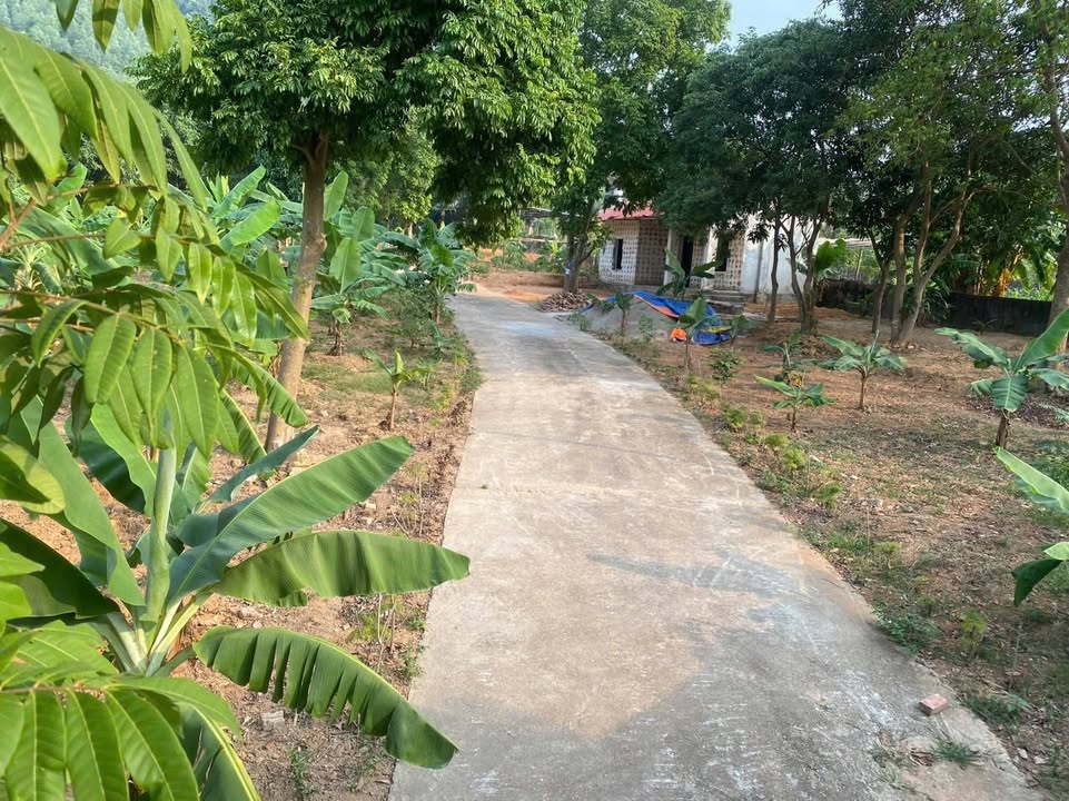 Đất rừng sản xuất Kim Long 3010m² giá 2.1 triệu/m² - Tiềm năng đầu tư lớn!