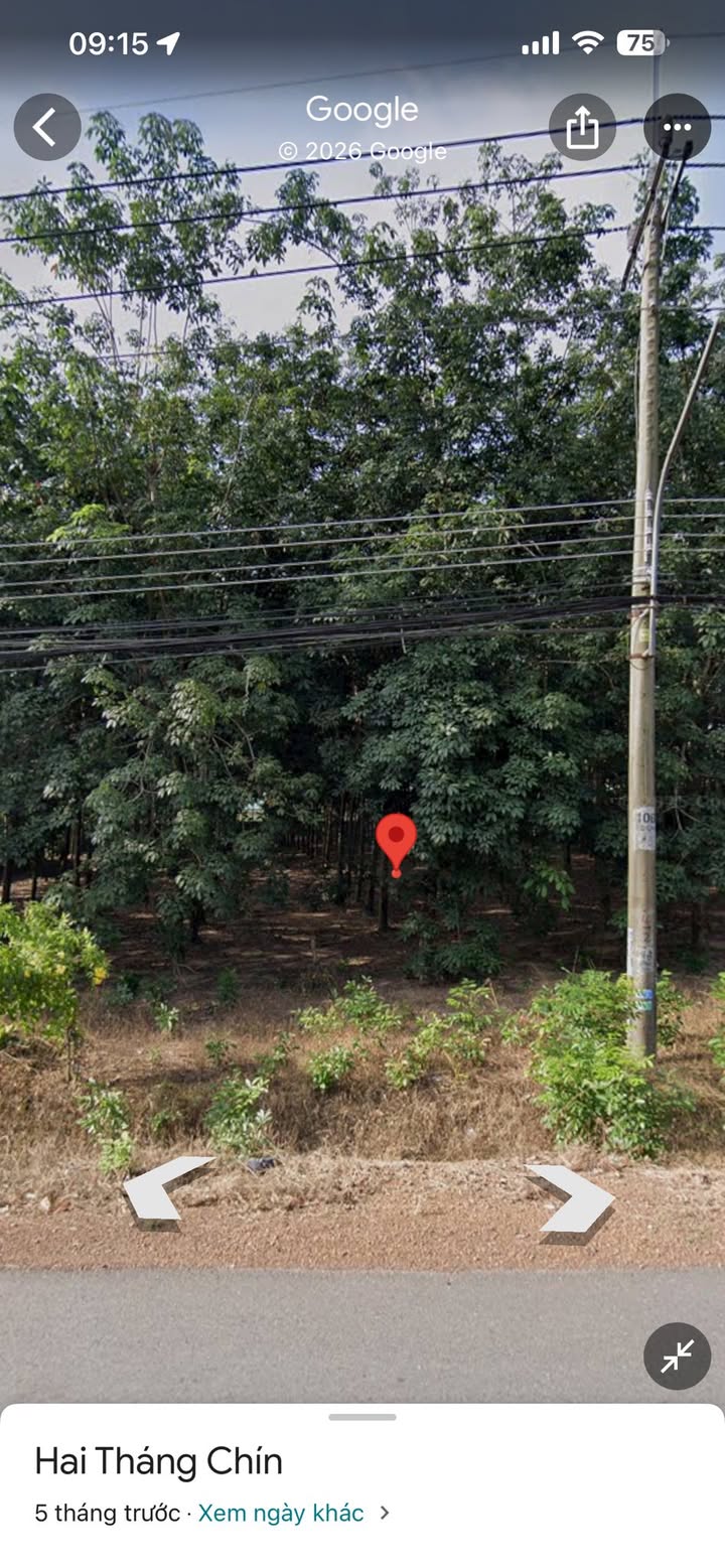 Đất thổ cư Chánh Phú Hòa 520m² gần khu công nghiệp Mỹ Phước 2 - Cơ hội đầu tư tuyệt vời!