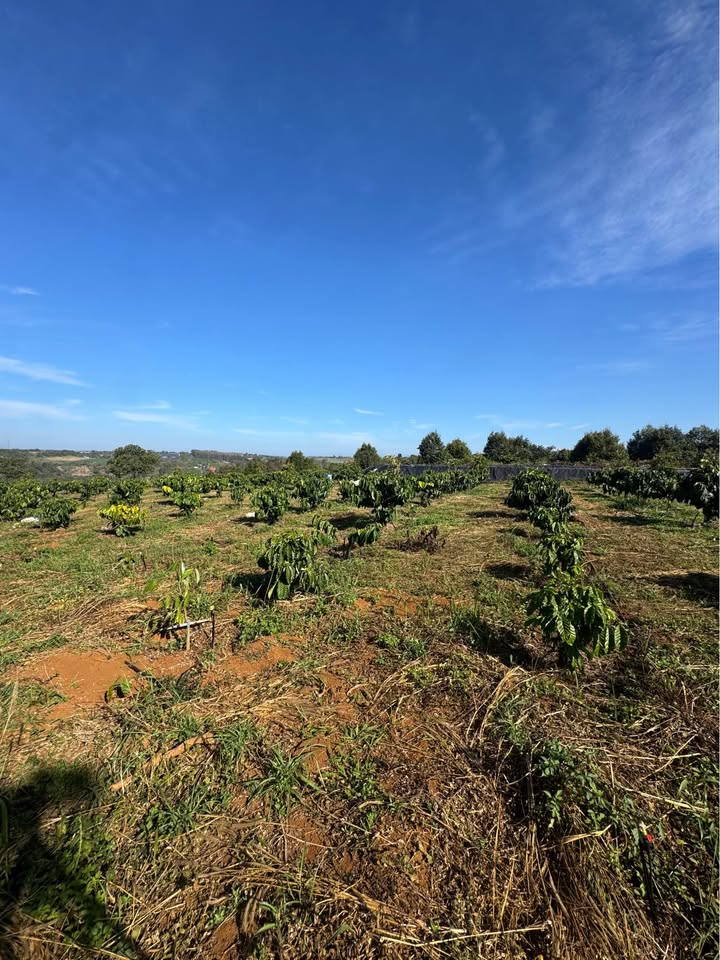 Đất nền 2 mặt tiền phường Nghĩa Tân 1,5ha giá 7 tỷ - Cơ hội đầu tư hiếm có!