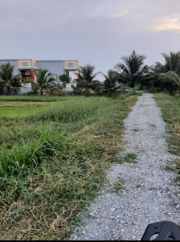 Đất nền 600m² tại Mỹ Nhơn, Ba Tri, Bến Tre giá 330 triệu - Cơ hội đầu tư hấp dẫn!