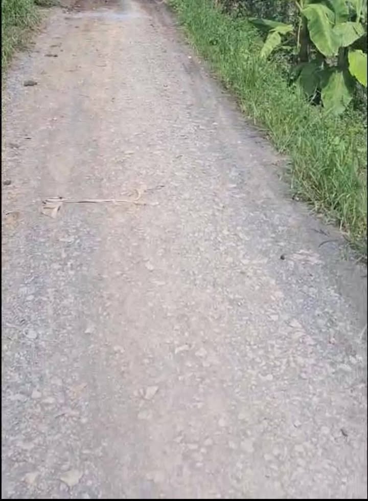 Bán Farm 21 công sầu riêng tại An Khánh, Châu Thành, Đồng Tháp - Giá chỉ 8.4 tỷ!