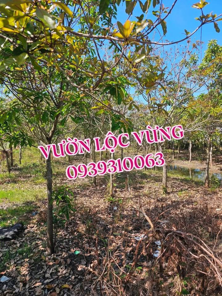 Đất nền Tân Khánh Đông, Sa Đéc 2000m² giá chỉ 2.1 tỷ - Cơ hội đầu tư tuyệt vời!