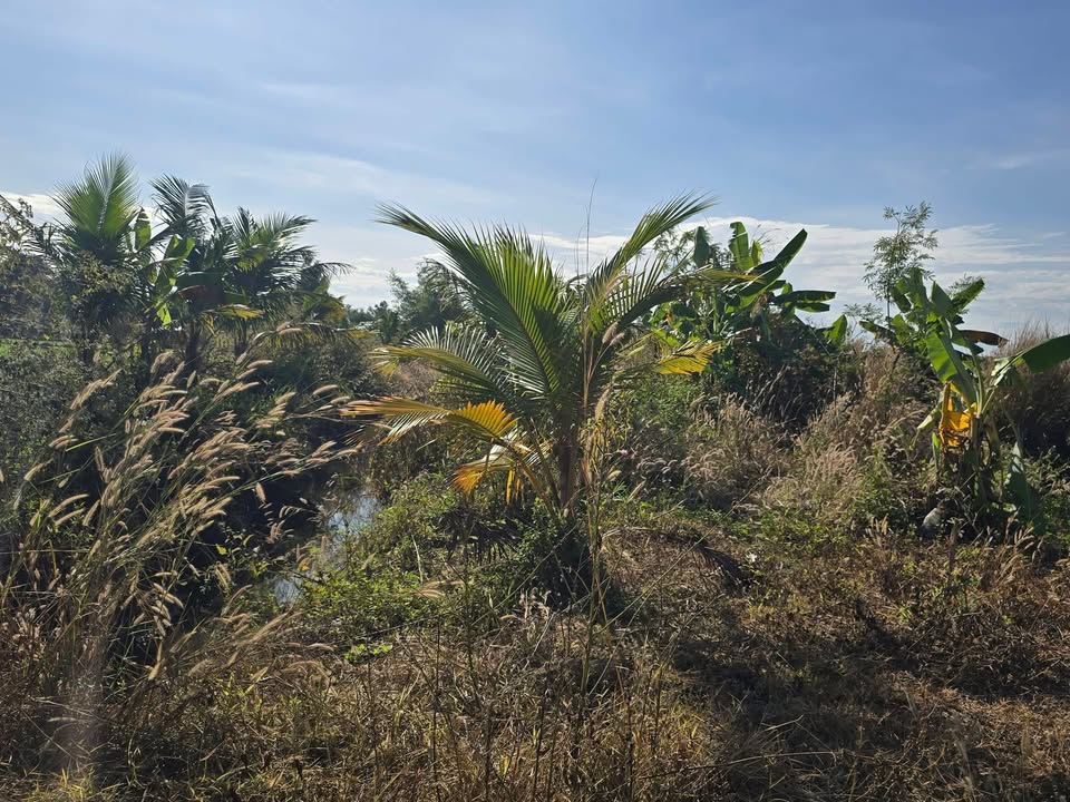 Đất nông nghiệp 13,000m² tại Tân Tiến, Bù Đốp - Giá hấp dẫn chỉ 3.06 tỷ VND!