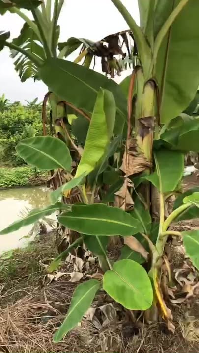 Đất vườn Trà Côn Vĩnh Long 14.449m² giá 16.03 tỷ - Cơ hội đầu tư tuyệt vời!