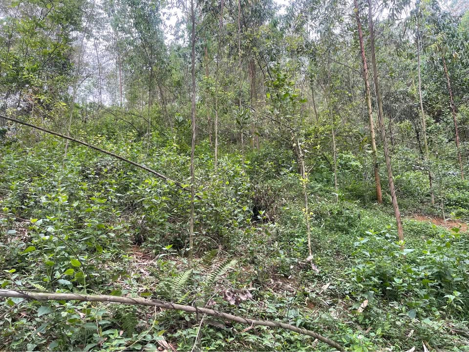 Lô đất 3.400m² Liên Sơn, Lương Sơn, Hòa Bình - Tiềm năng đầu tư lớn!