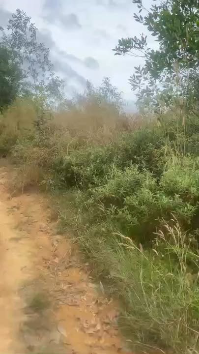 Đất đôi rừng Bù Đăng 210.000m² giá 11.5 tỷ - Cơ hội đầu tư tuyệt vời!