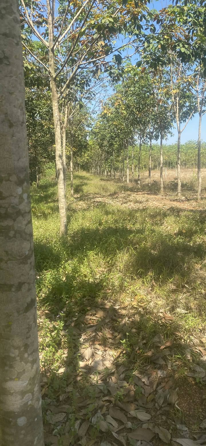 Đất nền 6000m² ấp Quân Y, xã Tân Lợi, giá 1.03 tỷ - Cơ hội đầu tư hấp dẫn!