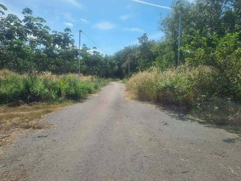 Đất thổ cư Tiến Hưng, Đồng Xoài 155m² giá 290 triệu - Bán gấp, cơ hội đầu tư hấp dẫn!