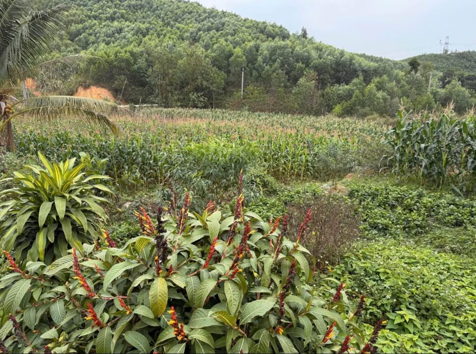 Đất nền 6000m² tại xã Thống Nhất, Quảng Ninh - Giá hấp dẫn 6 tỷ!