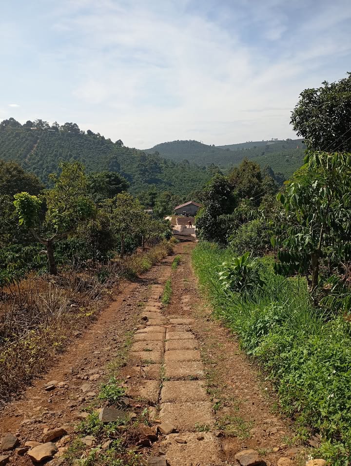 Đất nông nghiệp Tân Nghĩa Di Linh 9936m² giá 1.44 tỷ - Sổ đỏ chính chủ, đầy đủ tiện nghi!