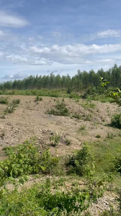 Đất Farm 1 Hecta Mặt Tiền Đường 708 Ninh Sơn - Giá Chỉ 43 Triệu