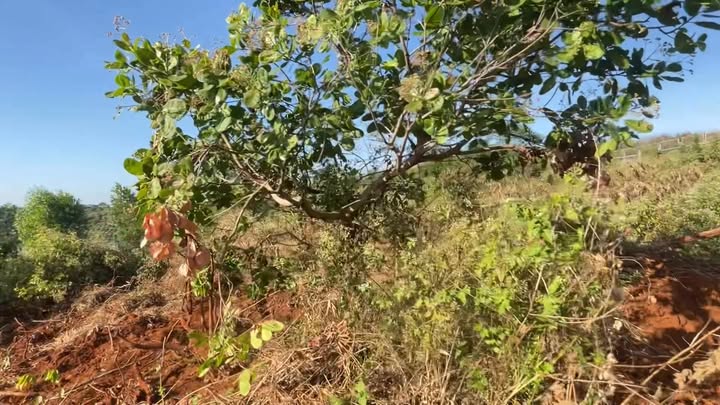 Đất nền Minh Hưng 9500m² giá 2.2 tỷ - Cơ hội đầu tư hấp dẫn!