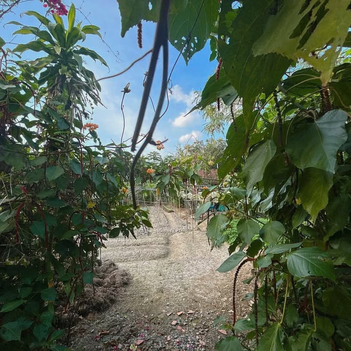 Đất nền 1000m² tại Hòa Thạnh, Tam Bình - Giá chỉ 950 triệu, thích hợp làm nhà vườn!