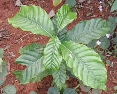 Đất nền Đắk Nia 7920m² giá chỉ 410 triệu - Cơ hội đầu tư hấp dẫn!