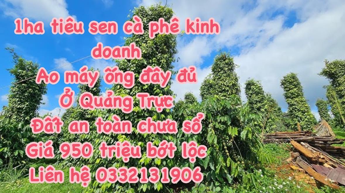 Đất kinh doanh 1ha tại Quảng Trực, Tuy Đức - Giá 950 triệu, bớt lộc!