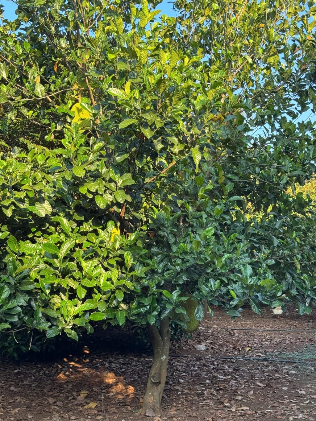 Đất thổ cư 125m² tại trung tâm Dầu Giây chỉ 385 triệu - Cơ hội đầu tư tuyệt vời!