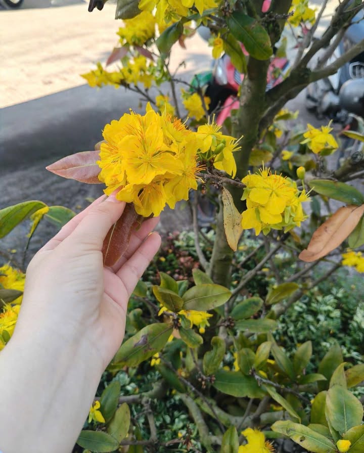 Nhà cấp 4 mặt tiền đường Tỉnh Lộ 38, phường 5, Bạc Liêu 317m² - Khu vực sầm uất, giá tốt!