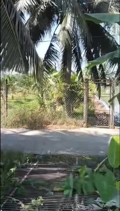 Đất cây lâu năm 2500m² tại Mỹ An, Cai Lậy - Giá chỉ 2.1 tỷ, sổ đỏ chính chủ!