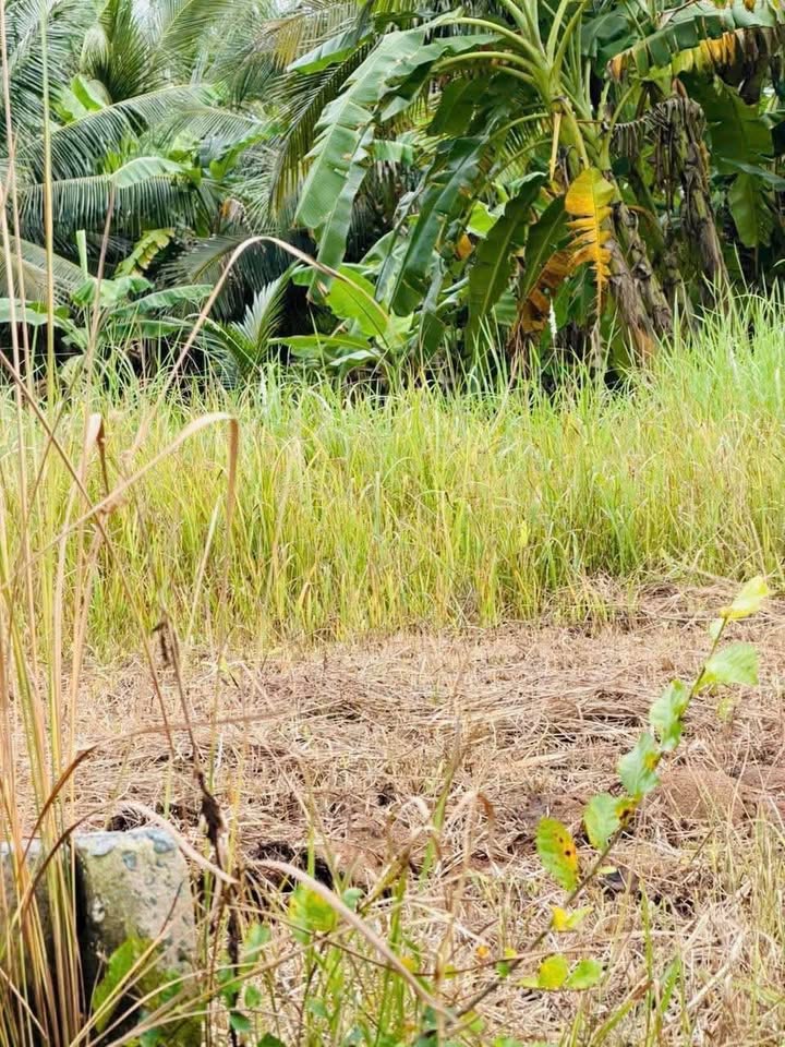 Đất nền Phú Tân, Châu Thành, Bến Tre 1029m² giá 1.69 tỷ - Đầu tư sinh lời ngay!