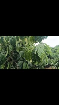 Đất nông nghiệp 2ha tại Quảng Phú, 21 tỷ - Đầu tư sinh lời bền vững!