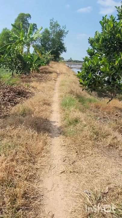 Đất nông nghiệp 10.800m² tại Bình Hòa Đông, Mộc Hóa - Đang trồng sầu riêng, giá 2.2 tỷ!