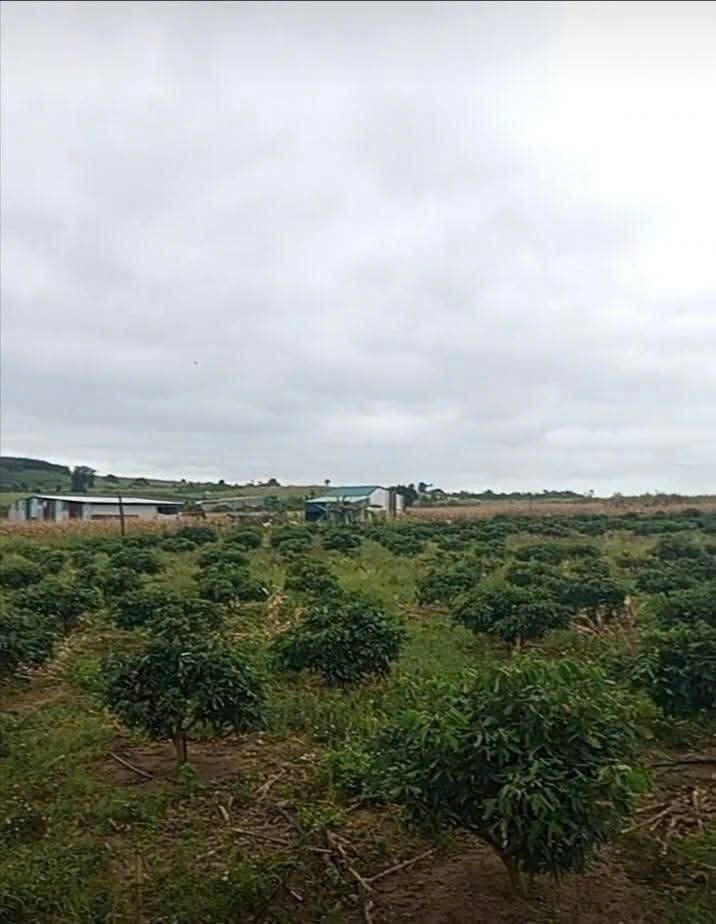 Đất Farm 7 sào tại Ea Pil, M'Đrắk, Đắk Lắk - Pháp lý rõ ràng, giá chỉ 900 triệu!