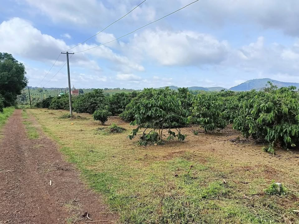 Farm 2,3ha Đăk Ya, Mang Yang chỉ 1,1 tỷ - Cơ hội đầu tư tuyệt vời!