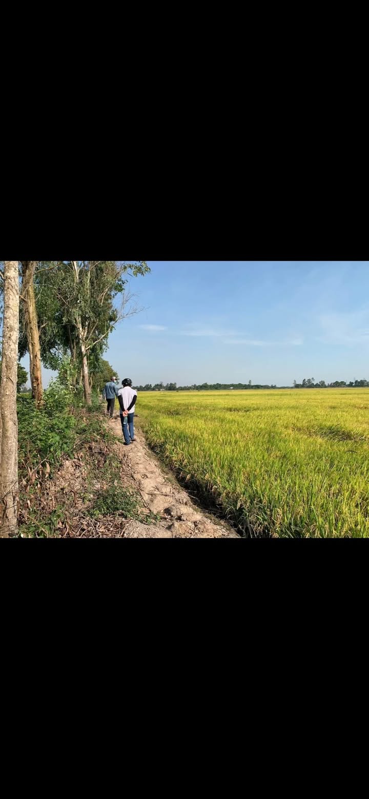 Bán đất lúa 2000m² tại Giục Tượng, Châu Thành - Giá chỉ 350 triệu!