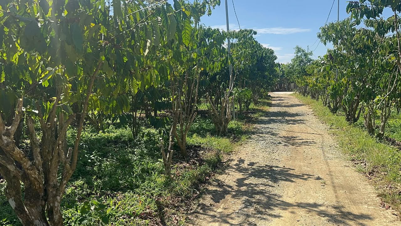 Đất nền xã Tân Lạc, huyện Bảo Lâm 716m² giá chỉ 900 triệu - Cơ hội đầu tư hấp dẫn!