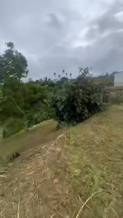 Đất nền chính chủ Thôn 2 Tân Lâm, Di Linh 15.000m² giá chỉ 2.3 tỷ - Cơ hội đầu tư sinh lời!