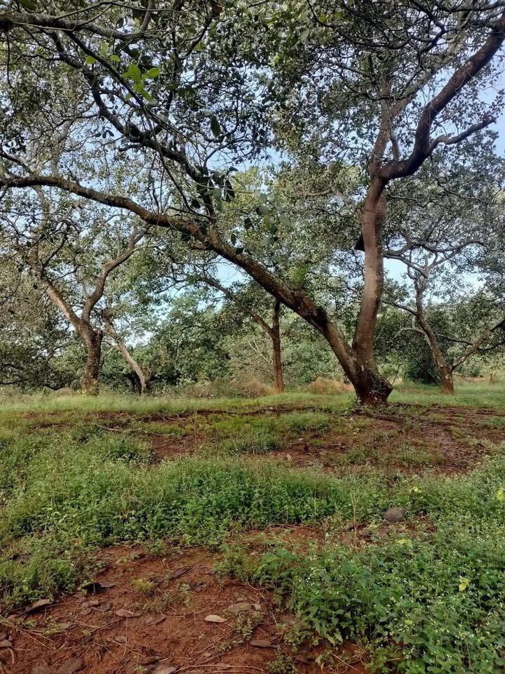 Đất rẫy điều 1,2 héc tại Tân Hưng, Đồng Phú - Giá chỉ 1,6 tỷ VND!