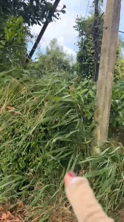 Đất nông nghiệp 4 sào 8 tại Thôn 10, Tân Lập chỉ 7.5 tỷ - Cơ hội đầu tư sinh lời!