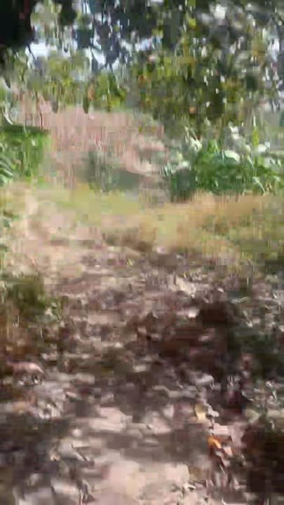 Đất Farm 5,2ha tại Thôn Thống Nhất, Gia Lai - Giá chỉ 1,6 tỷ VND