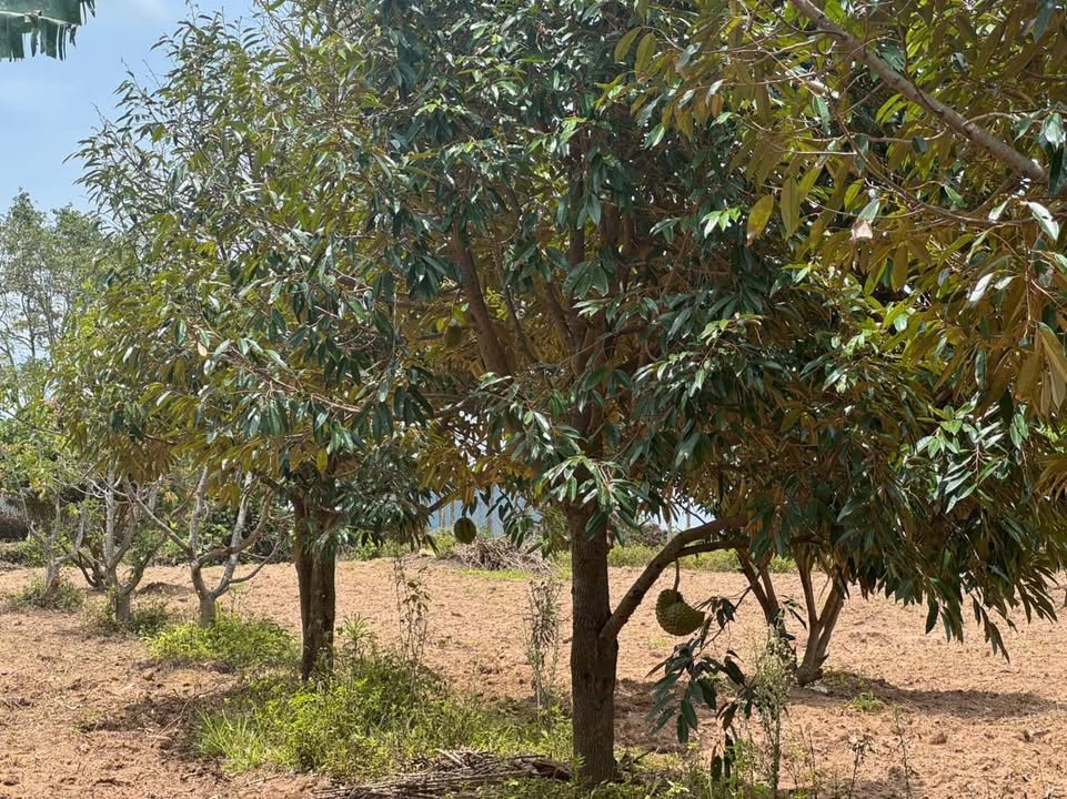 Đất nông nghiệp Hòa Phong, Krông Bông 1,5ha giá 1,7 tỷ - Cơ hội đầu tư hấp dẫn!