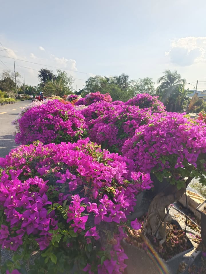 Đất nền mặt tiền đường Trần Thị Nhượng, Sa Đéc 87m² - Vị trí đắc địa cho kinh doanh!