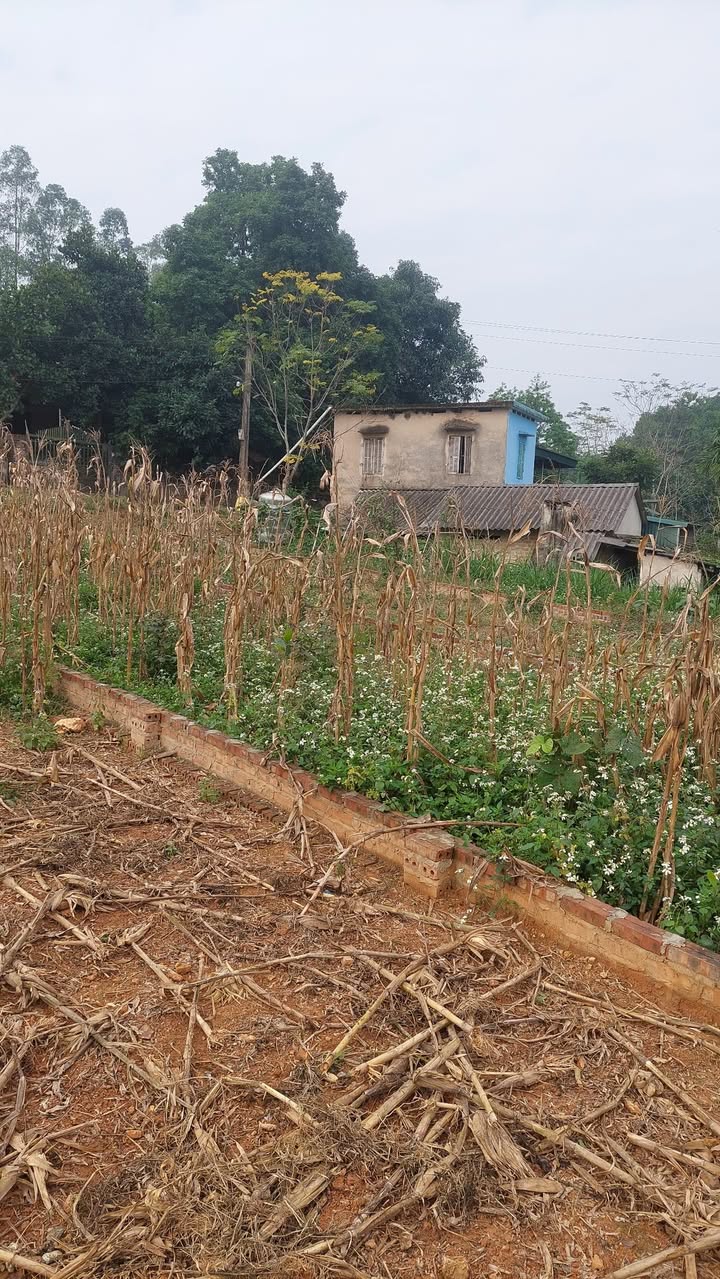 Lô đất đẹp phường Vân Phú, Việt Trì 125m² giá 7xx - Cơ hội đầu tư tuyệt vời!