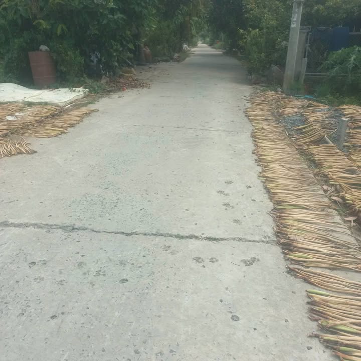 Đất nền Mỹ Ngãi, Cao Lãnh 250m² giá 750 triệu - Cần tiền gấp, hạ giá ngay trong Tết!