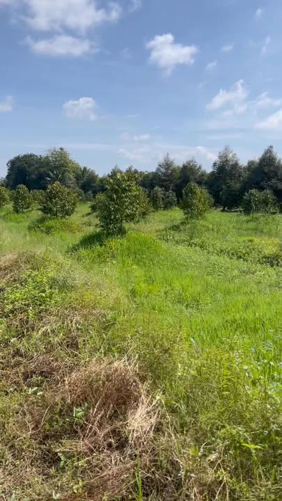 Đất trồng sầu riêng 3855m² tại ấp Trường Thuận, Cần Thơ - Giá chỉ 1.2 tỷ!