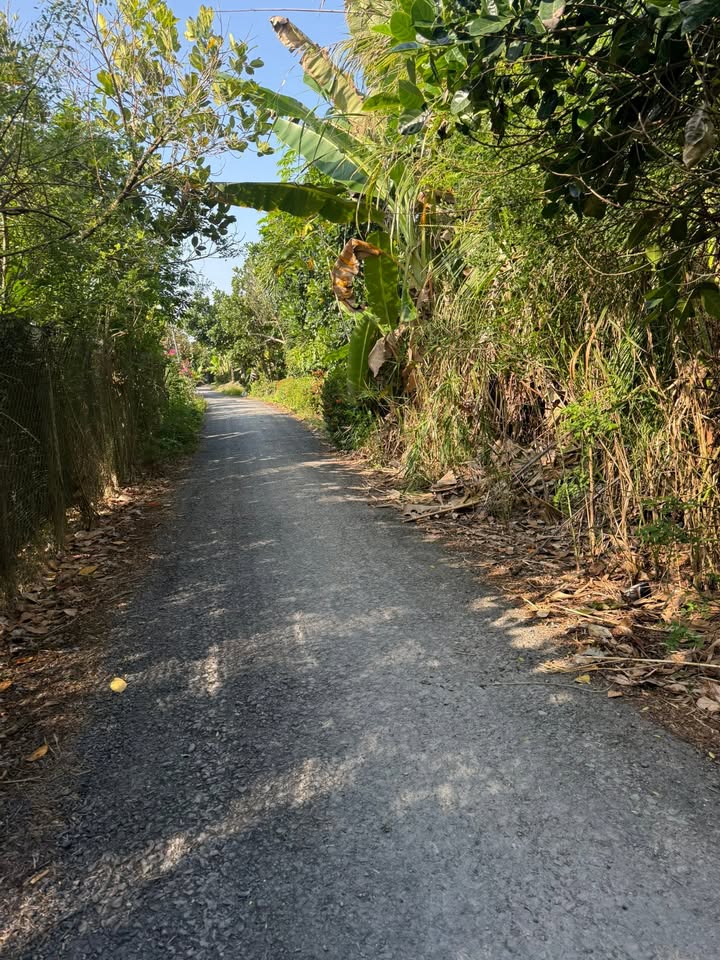 Đất Farm 5600m² tại Mỹ Hội, Cái Bè - Giá chỉ 5.6 tỷ, thuận tiện cho đầu tư!