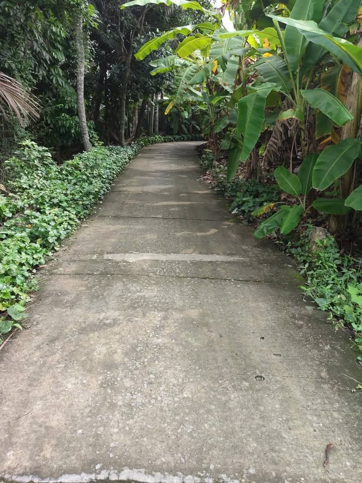 Đất nền liền kề tại Ấp Ngãi Lợi, Châu Thành, Đồng Tháp - Giá chỉ từ 700 triệu!