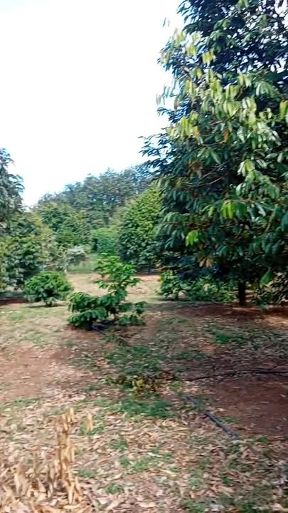 Farm 3,1ha tại Thọ Sơn, Bù Đăng - Có sầu riêng, bơ, cà phê, giá 10 tỷ!