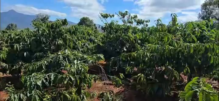 Đất Farm Đak Djrăng 10.000m² giá 2.4 tỷ - Cơ hội đầu tư tuyệt vời!