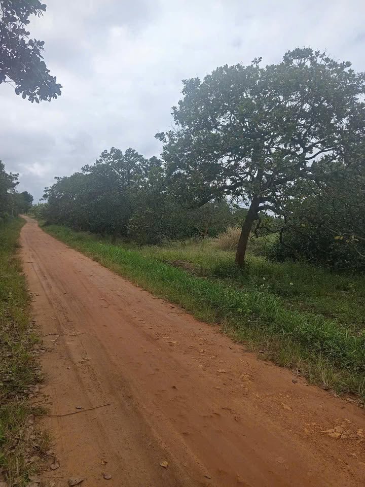 Đất phân lô mặt đường liên thôn Cư Ni, Ea Kar 1600m² - Đầu tư sinh lời ngay!