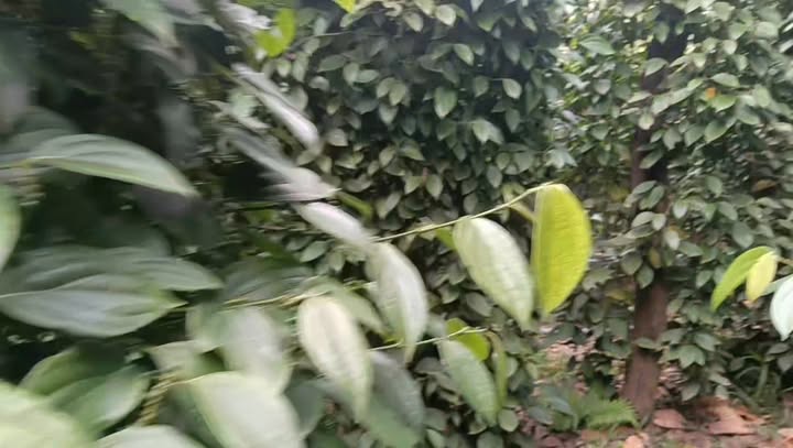 Farm Đắk Wil 41.080m² giá 2.5 tỷ - Đầu tư sinh lời ổn định!