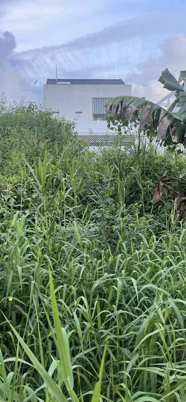 Bán đất nền đường số 11, phường Tân Xuyên, Cà Mau 135m² - Vị trí đẹp, pháp lý đầy đủ!