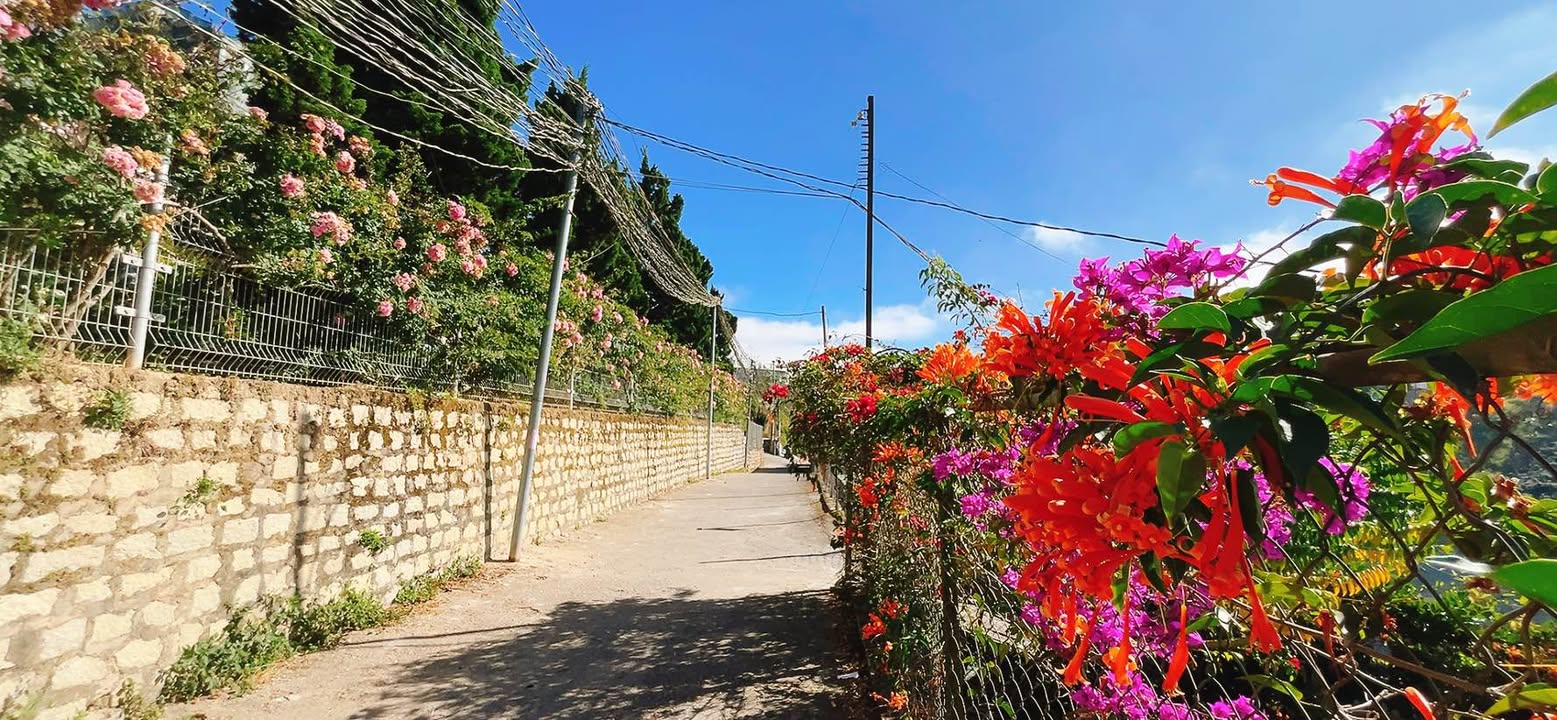 Townhouse Lê Văn Tám Đà Lạt 355m² giá 5 tỷ - View rừng thông tuyệt đẹp!