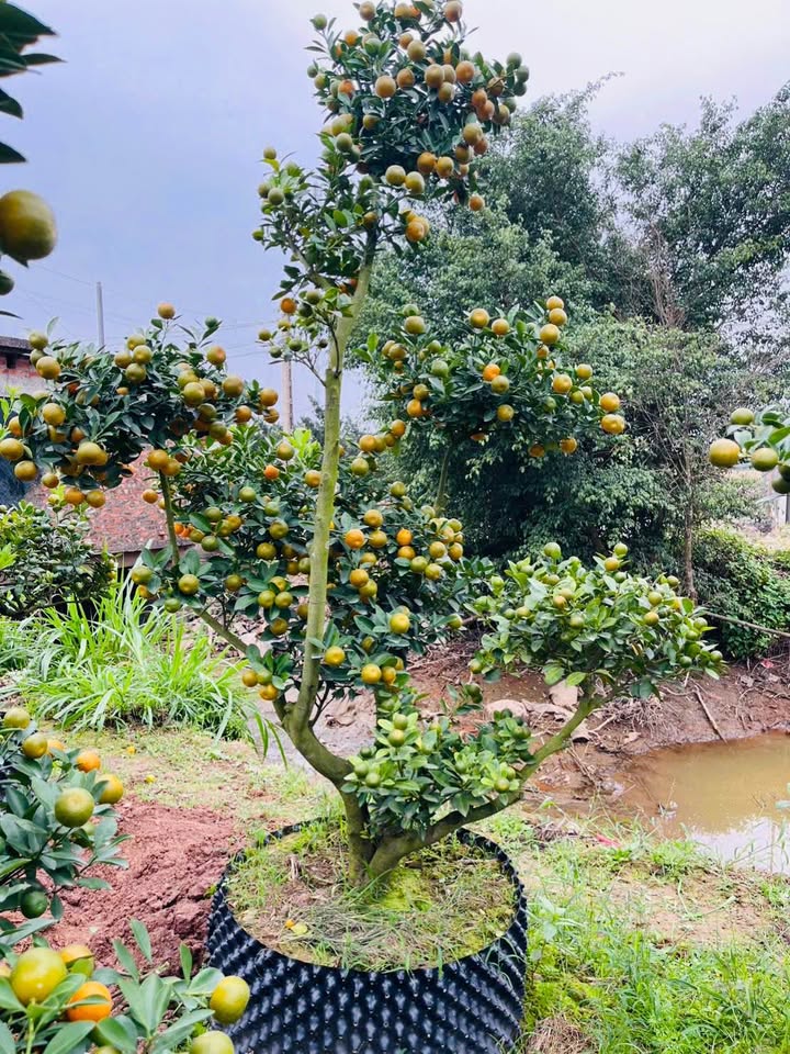 Đất nền Vĩnh Hưng Hoàng Mai 46m² giá 7.3 tỷ - Sổ đỏ chính chủ!