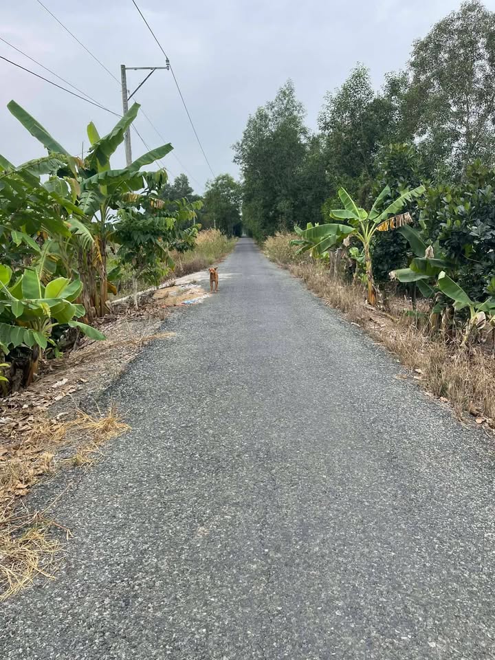 Đất nền Thạnh Tân, Tân Phước 6000m² giá 1.2 tỷ - Cơ hội đầu tư hấp dẫn!