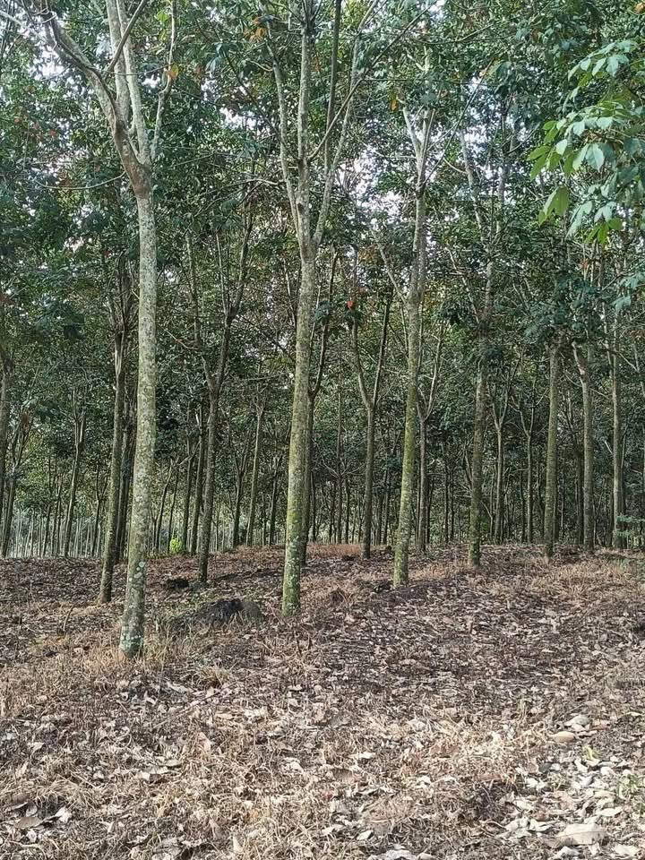 Đất nền 19000m² tại Minh Thắng, Chơn Thành - Cơ hội đầu tư tiềm năng!