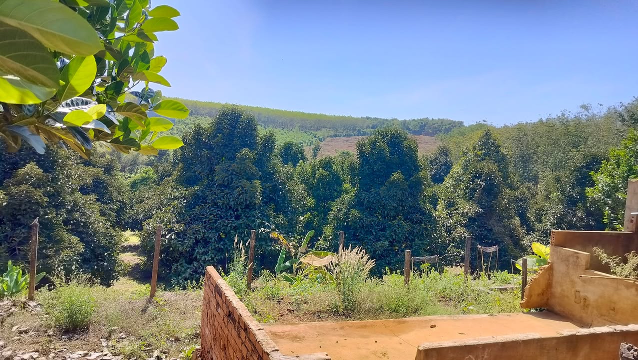 Farm Tân Lợi Hớn Quản 11,622m² giá 2.6 tỷ - View suối tuyệt đẹp!